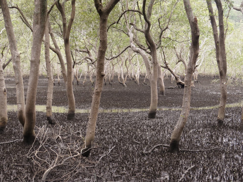 Muogamarra Nature Reserve mangroves
